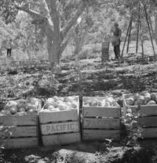 Harvesting pears, Pleasant Hill Orchards, Yakima Valley, Wahington, 1939. Creator: Dorothea Lange.