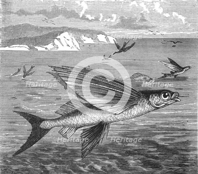 'Flying Fish and their Foes; A Flying Visit to Florida', 1875. Creator: Thomas Mayne Reid.