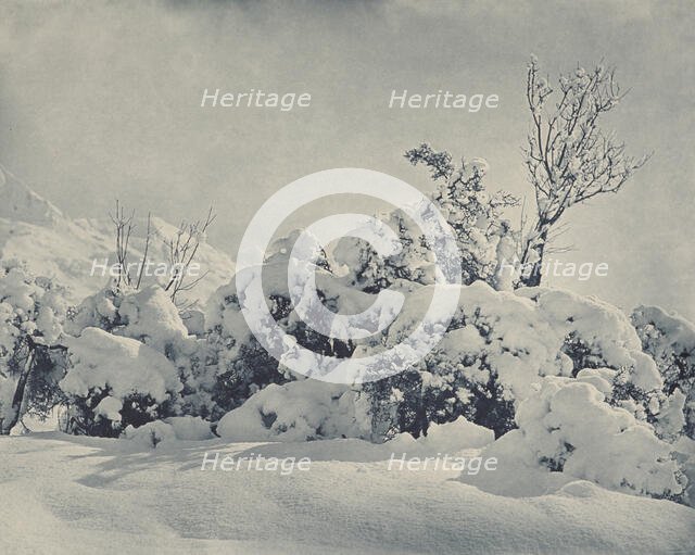 Winter's mantle, Mt Cook district, 1920s. Creator: Harry Moult.