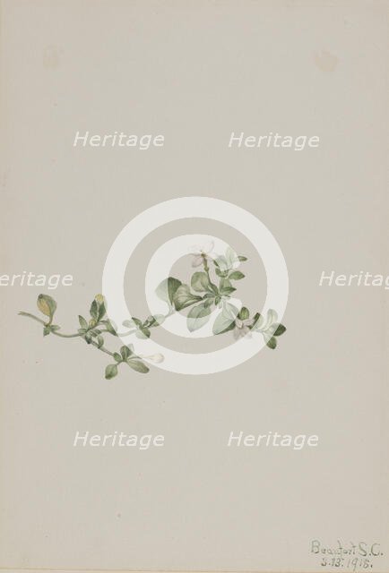 Trailing Houstonia (Houstonia procumbens), 1918. Creator: Mary Vaux Walcott.