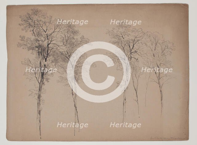 Trees in the Catskill Mountains, June 14, 1856, 1856. Creator: John William Casilear.