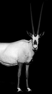 Arabian Oryx. Creator: Viet Chu.