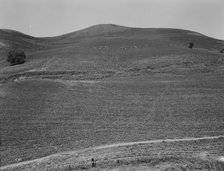 The pea fields of the California coast, 1937. Creator: Dorothea Lange.