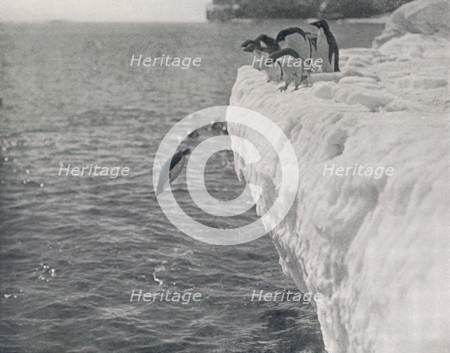 'Penguins Diving', c1911, (1913). Artist: Herbert Ponting.