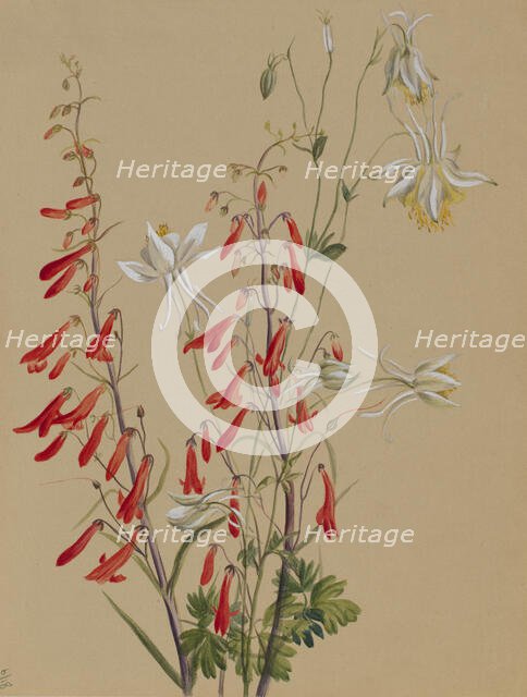 Untitled--Flower Study, ca. 1883-1900. Creator: Mary Vaux Walcott.