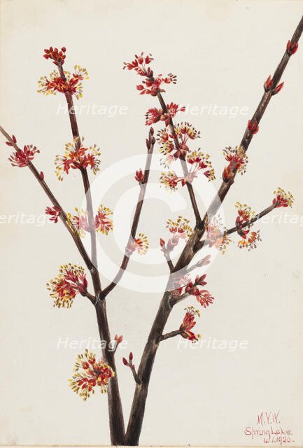 Red Maple (Acer rubrum), 1920. Creator: Mary Vaux Walcott.