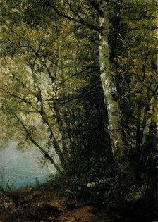 Study of Beeches, 1872. Creator: John Frederick Kensett.