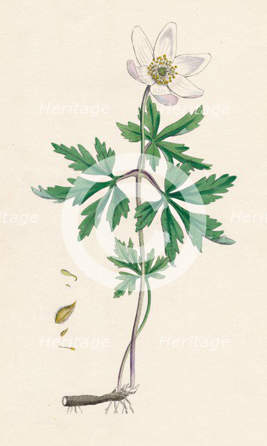 'Anemone nemorosa. Wood anemone', 19th Century. Artist: Unknown.