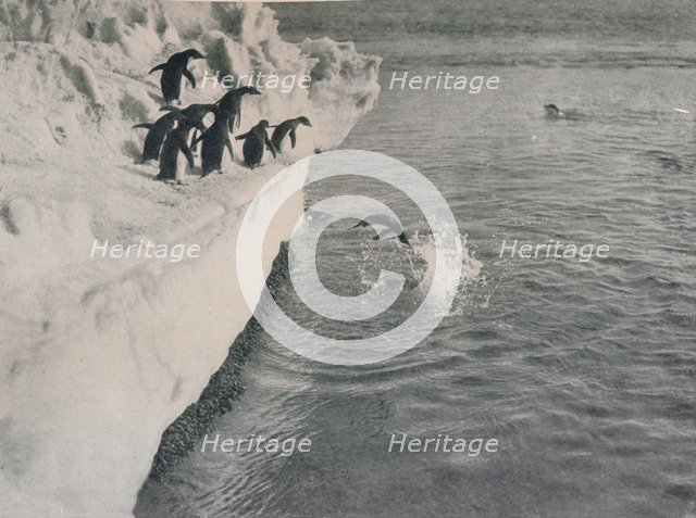 'Penguins Diving', c1911, (1913). Artist: Herbert Ponting.