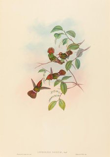 Lophornas reginae (Spangled Coquette). Creators: John Gould, Henry Constantine Richter.