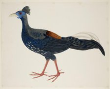 Crested Fireback Pheasant, c1824.  Creator: J Briois.