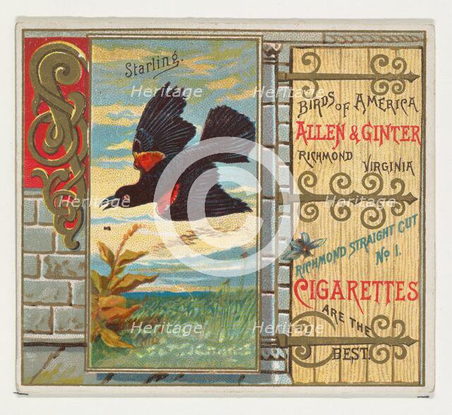 Starling, from the Birds of America series (N37) for Allen & Ginter Cigarettes, 1888. Creator: Allen & Ginter.