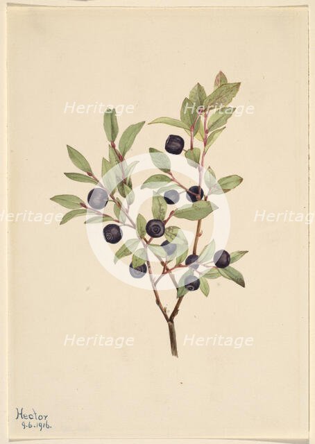 Big Whortleberry (Vaccinium membranaceum), 1916. Creator: Mary Vaux Walcott.