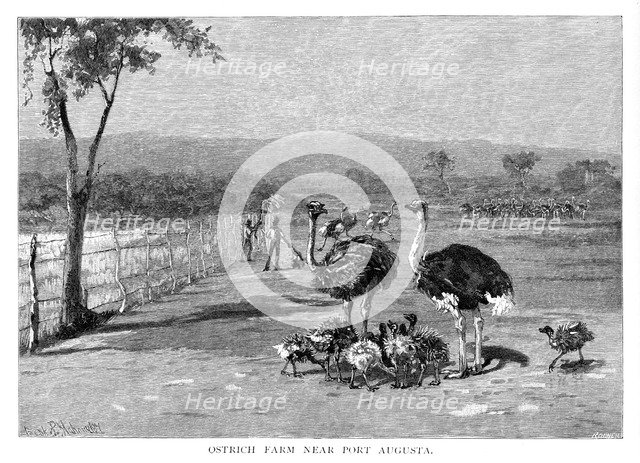 Ostrich farm near Port Augusta, South Australia, 1886. Artist: Frank P Mahony