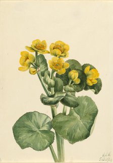 Marsh Marigold (Caltha palustris), 1924. Creator: Mary Vaux Walcott.