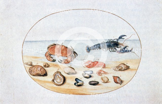 'Shells and Shellfish', 16th century. Artist: Joris Hoefnagel