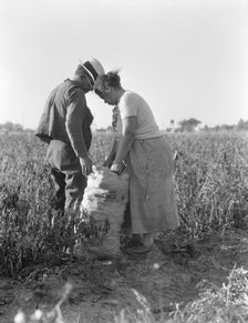 Mexican townfolk sacking peppers near Stockton, California, 1936. Creator: Dorothea Lange.