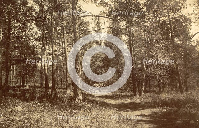 Pine Forest Near Karkaralinskaya Station, 1909. Creator: Nikolai Georgievich Katanaev.