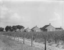 Cabins for sugarcane workers, Bayou La Fourche, Louisiana, 1937. Creator: Dorothea Lange.