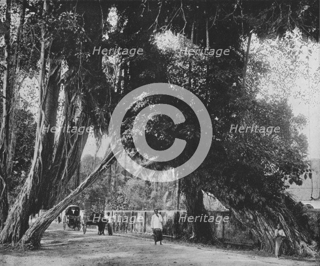 'Banyan Tree at Kalutara', c1890, (1910). Artist: Alfred William Amandus Plate.