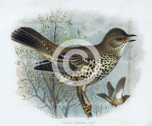 'Missel Thrush', 19th century.Artist: Henrik Gronvold