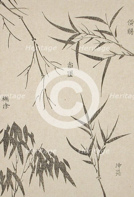 Bamboo Leaves at Various Stages of Growth, c1850. Creator: Unknown.