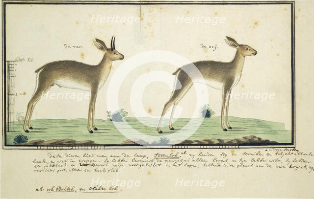 Raphicerus campestris (Steenbok), 1777-1786. Creator: Robert Jacob Gordon.