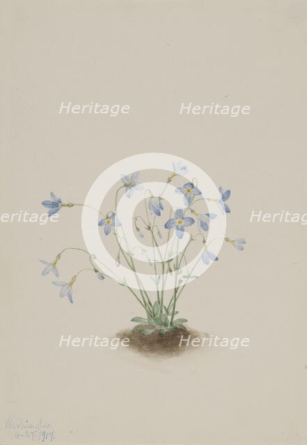 Quakerladies (Houstonia caerulea), 1917. Creator: Mary Vaux Walcott.