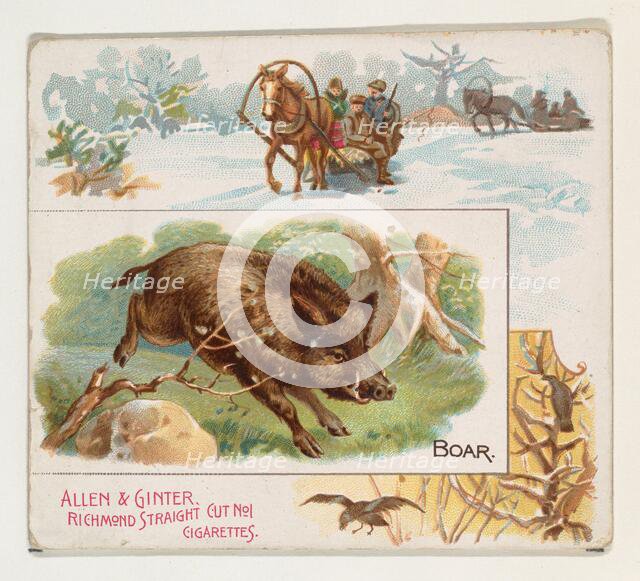 Boar, from Quadrupeds series (N41) for Allen & Ginter Cigarettes, 1890. Creator: Allen & Ginter.
