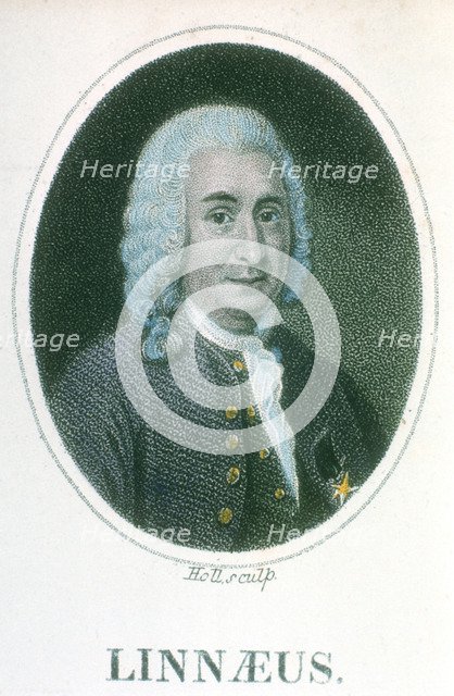 Carolus Linnaeus, 18th century Swedish naturalist, early 19th century. Artist: Unknown