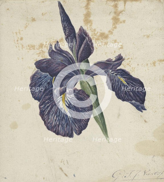 Iris, 1792-1861. Creator: Georgius Jacobus Johannes van Os.