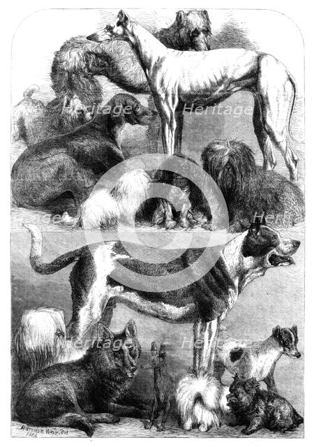 Prize dogs from the exhibition at the Agricultural Hall, Islington, 1862. Creator: Unknown.