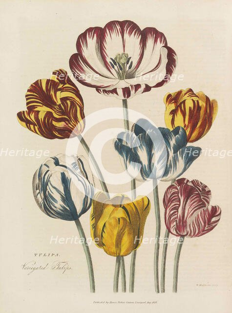 The universal herbal, 1824. Creator: Green, Thomas (active 1816-1824).