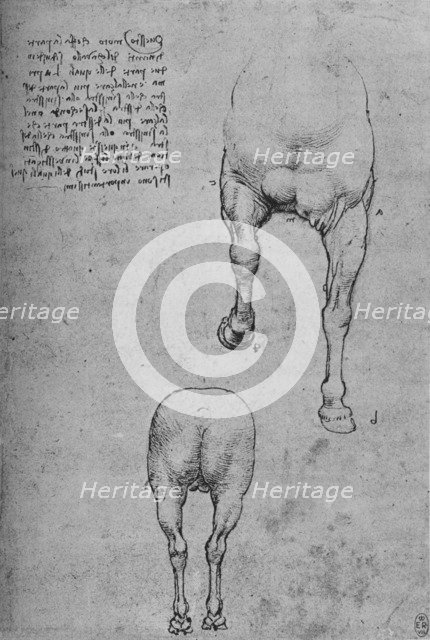 'Studies of the Fore-Quarters and of the Hind-Quarters of a Horse', c1480 (1945). Artist: Leonardo da Vinci.
