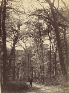 Forest Scene, c. 1865. Creator: Constant Alexandre Famin.