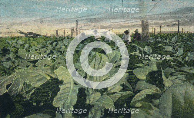 Growing Tobacco, Cuba, 1909. Artist: Unknown