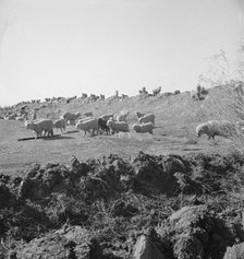 Sheep grazing by irrigation canal, Imperial Valley, California, 1939. Creator: Dorothea Lange.