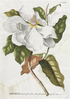 Plantae Selectae: No. 33 - Magnolia. Creator: Georg Dionysius Ehret (German, 1708-1770); Christopher Jacob Trew (German).