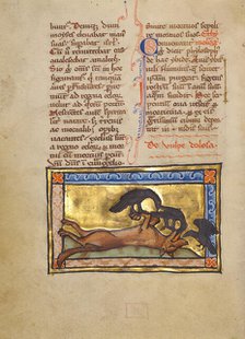 A Bird on a Dead Wolf; Bestiary, about 1270. Creator: Unknown.