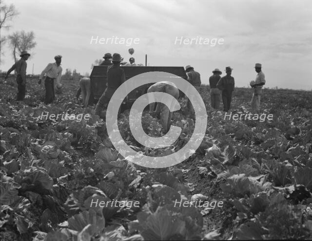 Cabbage harvesting, Imperial Valley, California, 1937. Creator: Dorothea Lange.
