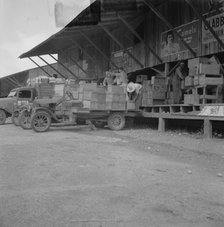 Tomato packing shed for packing and shipment north, Hazelhurst, Mississippi, 1937. Creator: Dorothea Lange.