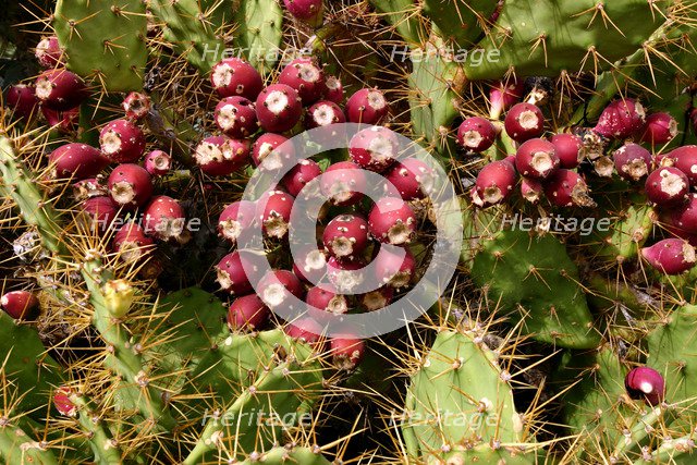 Prickly Pear Cactus, Tenerife, Canary Islands, 2007.