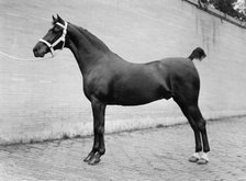 Horse Shows - Horses, 1912. Creator: Harris & Ewing.