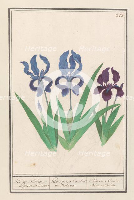 Purple iris (Iris germanica), 1596-1610. Creators: Anselmus de Boodt, Elias Verhulst.