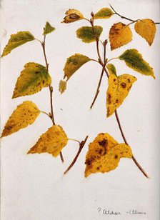 Autumn leaves of alder (Alnus species)., c19th century. Creator: Unknown.