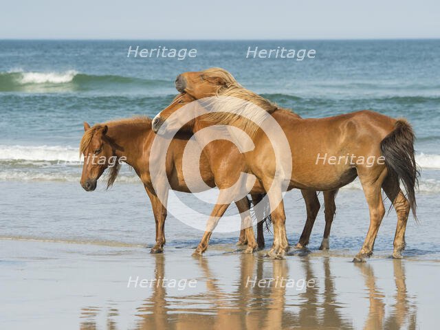 My Tribe. Creator: Eve Turek.