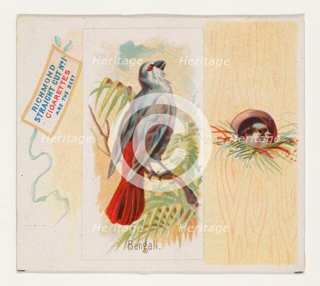 Bengali, from the Song Birds of the World series (N42) for Allen & Ginter Cigarettes, 1890. Creator: Allen & Ginter.