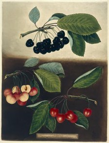 Cherries, 1812.  Creator: George Brookshaw.