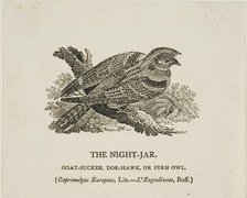 The Night-Jar, n.d. Creator: Thomas Bewick.