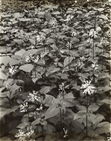 Wildflowers in bloom, between 1915 and 1935. Creator: Frances Benjamin Johnston.